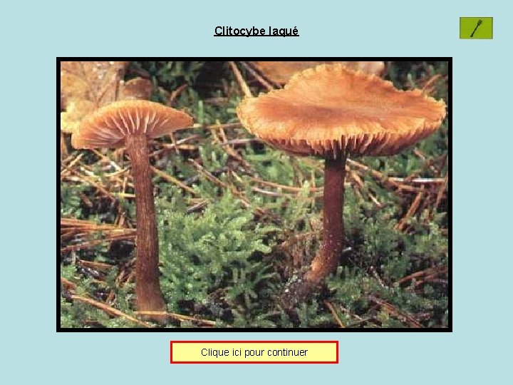 Clitocybe laqué Clique ici pour continuer 