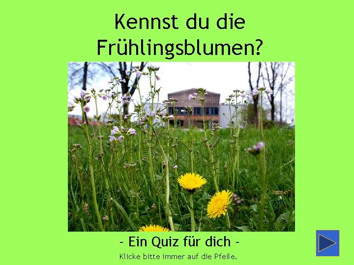 Kennst du die Frühlingsblumen? -- Ein Quiz für dich -Klicke bitte immer auf die