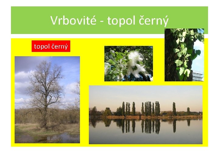 Vrbovité - topol černý 