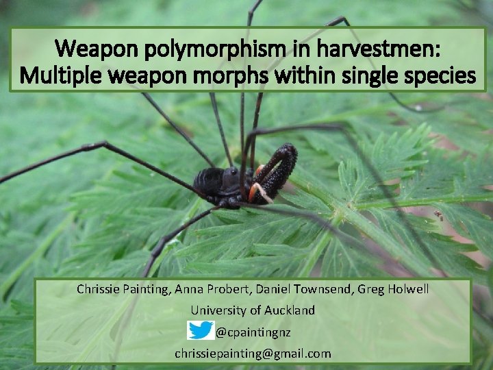 Weapon polymorphism in harvestmen: Multiple weapon morphs within single species Chrissie Painting, Anna Probert,