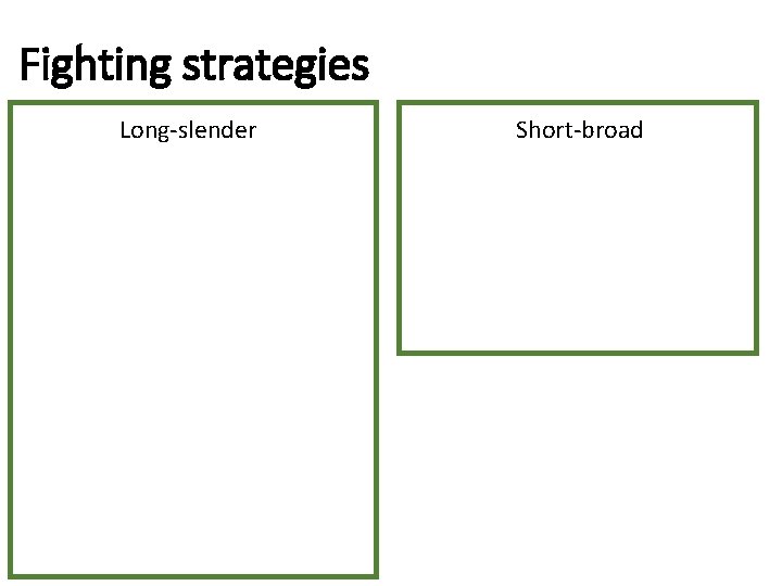 Fighting strategies Long-slender Short-broad 