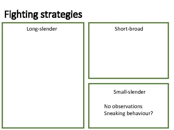 Fighting strategies Long-slender Short-broad Small-slender No observations Sneaking behaviour? 