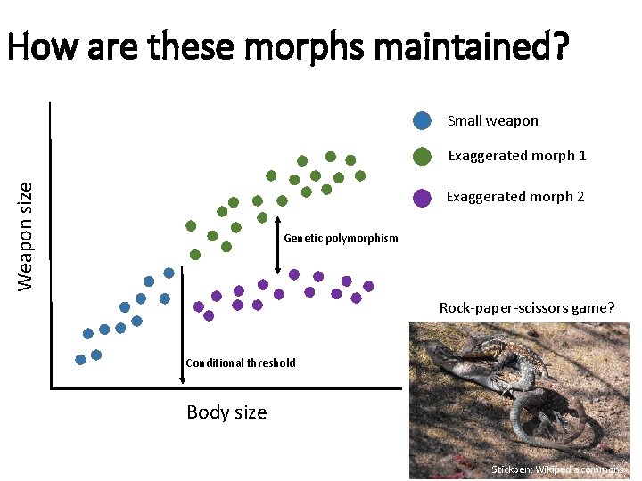How are these morphs maintained? Small weapon Weapon size Exaggerated morph 1 Exaggerated morph