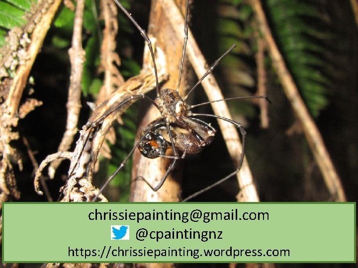 chrissiepainting@gmail. com @cpaintingnz https: //chrissiepainting. wordpress. com 