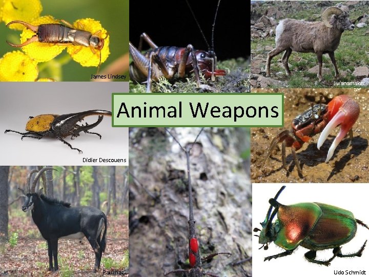 James Lindsey Jwanamaker Animal Weapons Didier Descouens Paulmaz Udo Schmidt 