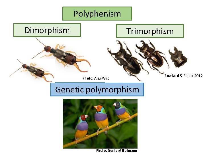 Polyphenism Dimorphism Trimorphism Photo: Alex Wild Genetic polymorphism Photo: Gerhard Hofmann Rowland & Emlen