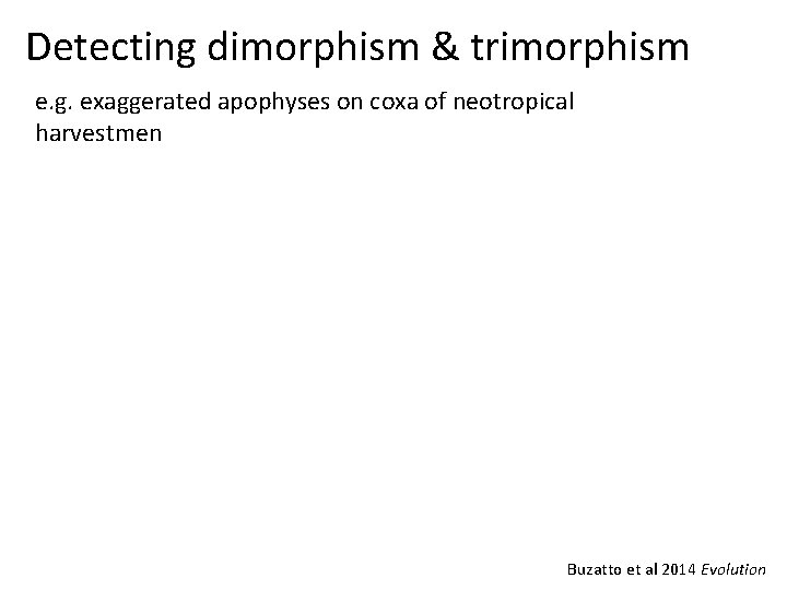 Detecting dimorphism & trimorphism e. g. exaggerated apophyses on coxa of neotropical harvestmen Buzatto