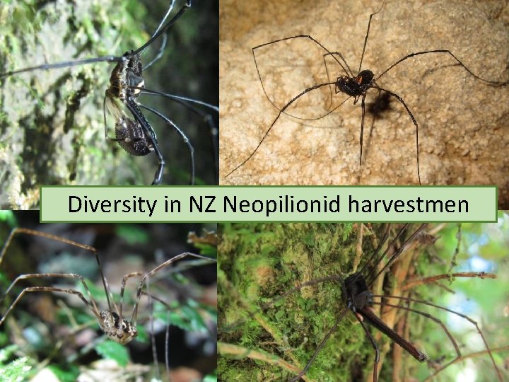 Diversity in NZ Neopilionid harvestmen 