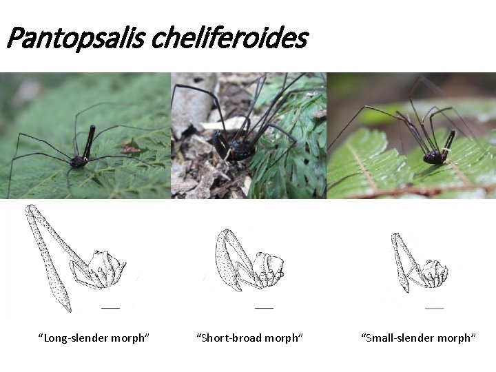 Pantopsalis cheliferoides “Long-slender morph” “Short-broad morph” “Small-slender morph” 