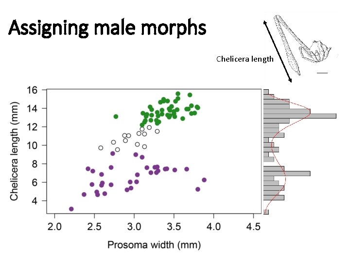 Assigning male morphs Chelicera length 