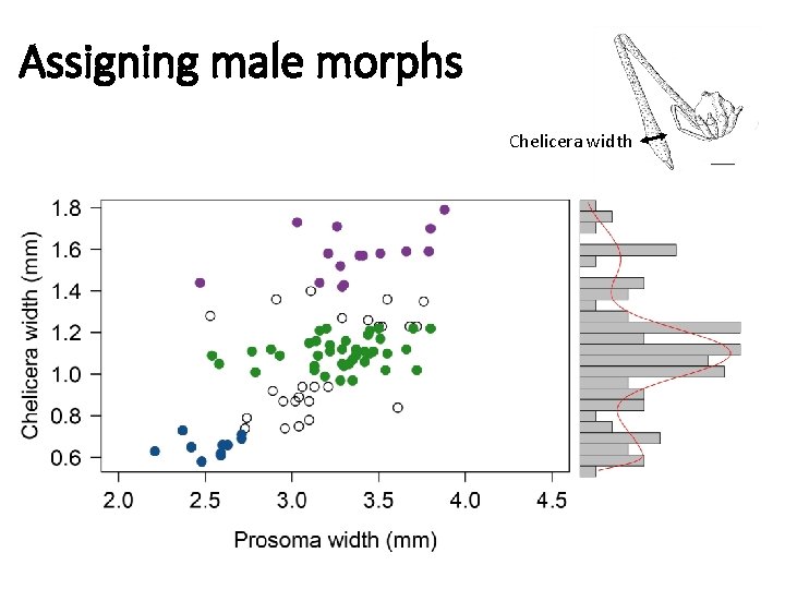 Assigning male morphs Chelicera width 