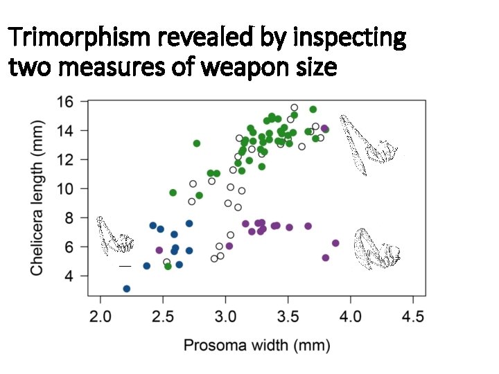 Trimorphism revealed by inspecting two measures of weapon size 