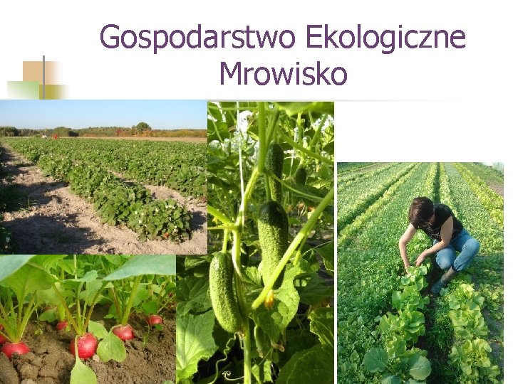 Gospodarstwo Ekologiczne Mrowisko 