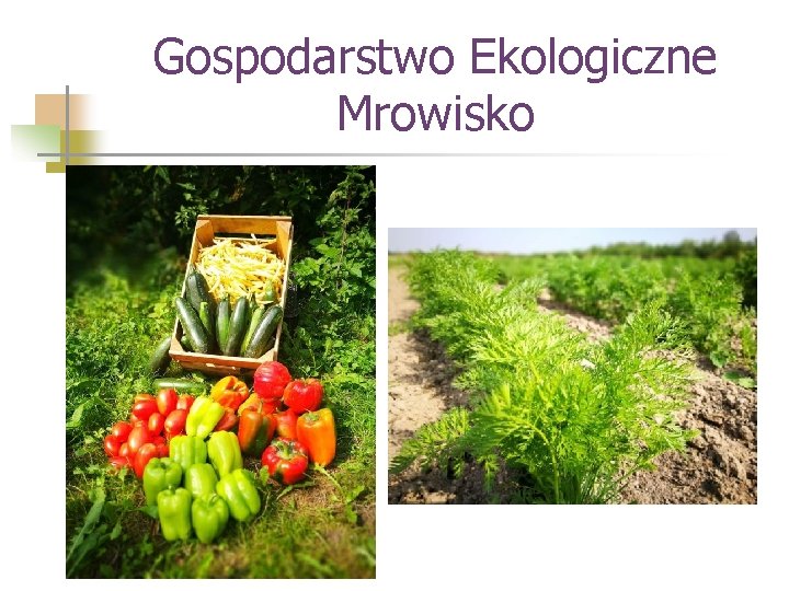 Gospodarstwo Ekologiczne Mrowisko 