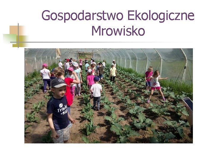 Gospodarstwo Ekologiczne Mrowisko 