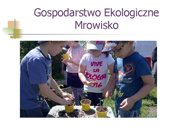 Gospodarstwo Ekologiczne Mrowisko 