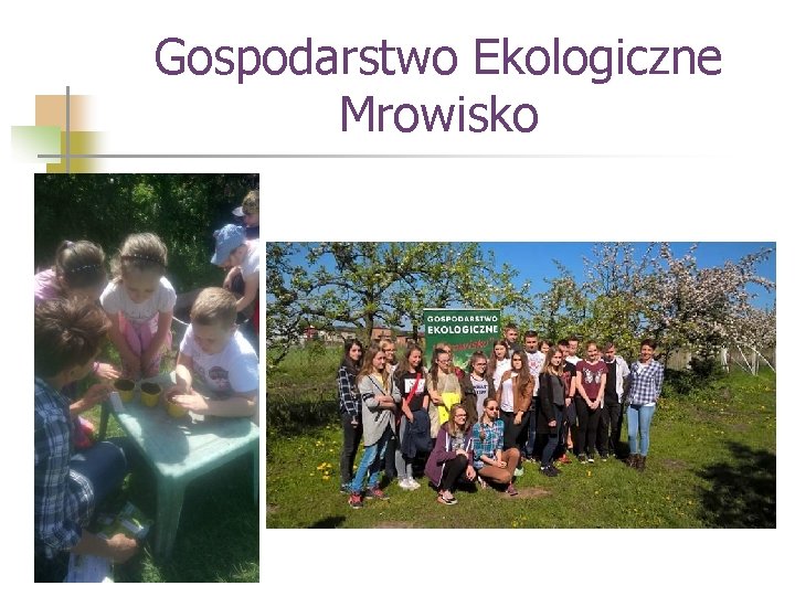 Gospodarstwo Ekologiczne Mrowisko 