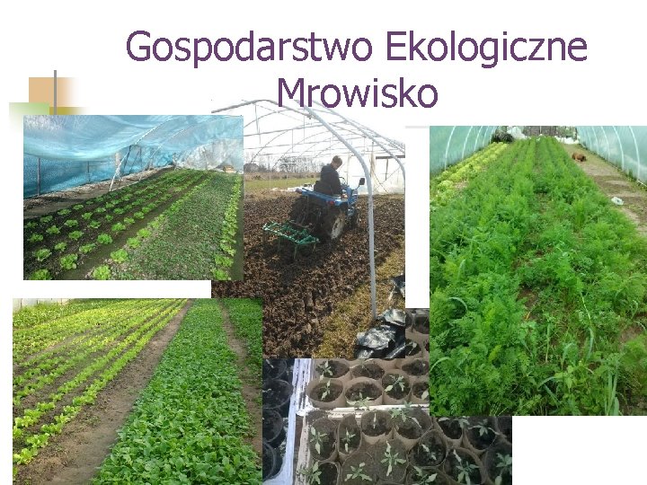 Gospodarstwo Ekologiczne Mrowisko 