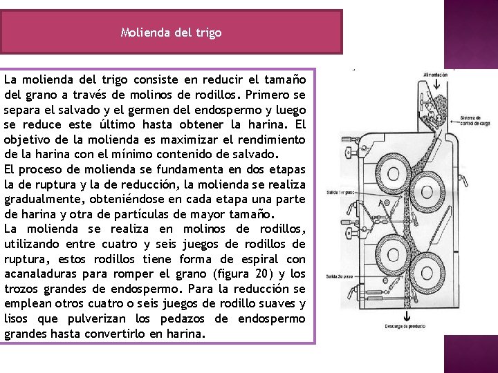 Molienda del trigo La molienda del trigo consiste en reducir el tamaño del grano Molienda del trigo La molienda del trigo consiste en reducir el tamaño del grano