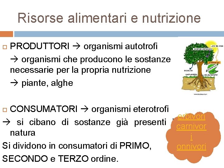 Risorse alimentari e nutrizione PRODUTTORI organismi autotrofi organismi che producono le sostanze necessarie per