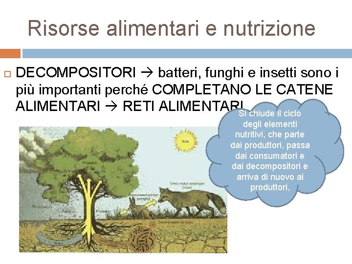 Risorse alimentari e nutrizione DECOMPOSITORI batteri, funghi e insetti sono i più importanti perché