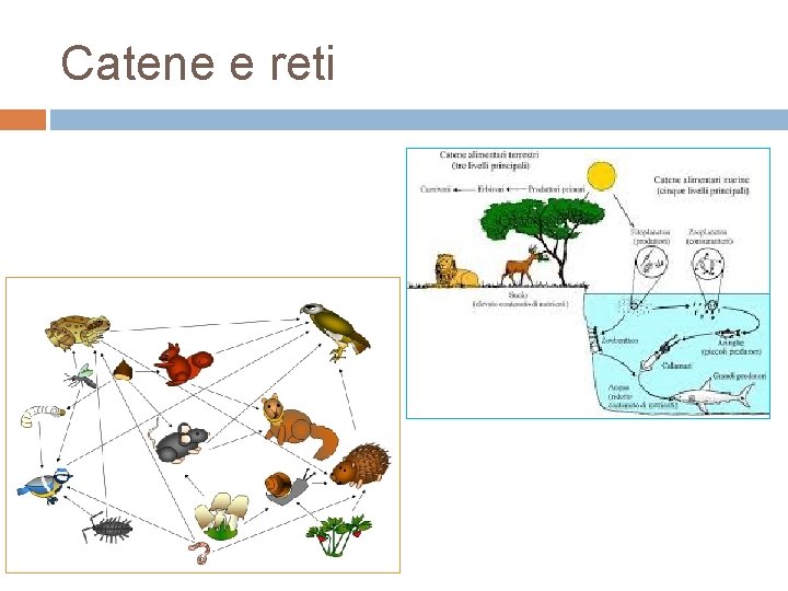 Catene e reti 