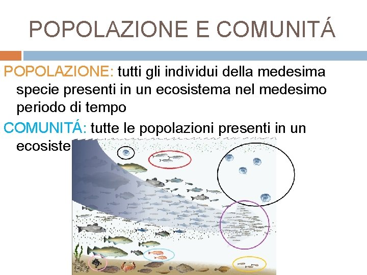 POPOLAZIONE E COMUNITÁ POPOLAZIONE: tutti gli individui della medesima specie presenti in un ecosistema