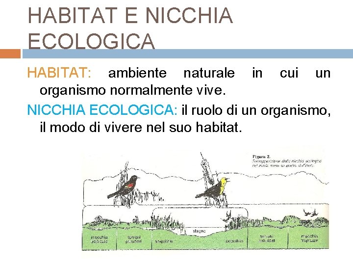 HABITAT E NICCHIA ECOLOGICA HABITAT: ambiente naturale in cui un organismo normalmente vive. NICCHIA