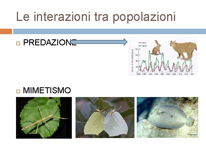 Le interazioni tra popolazioni PREDAZIONE MIMETISMO 