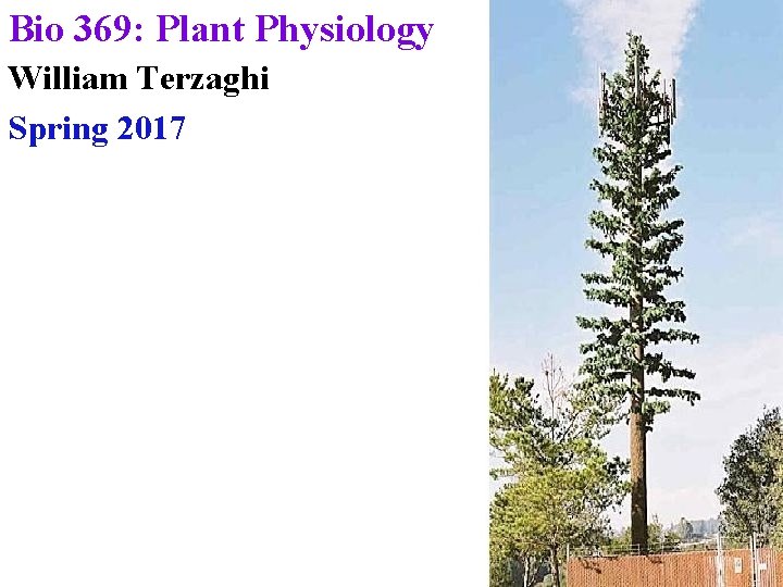 Bio 369: Plant Physiology William Terzaghi Spring 2017 