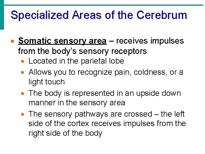 Specialized Areas of the Cerebrum · Somatic sensory area – receives impulses from the