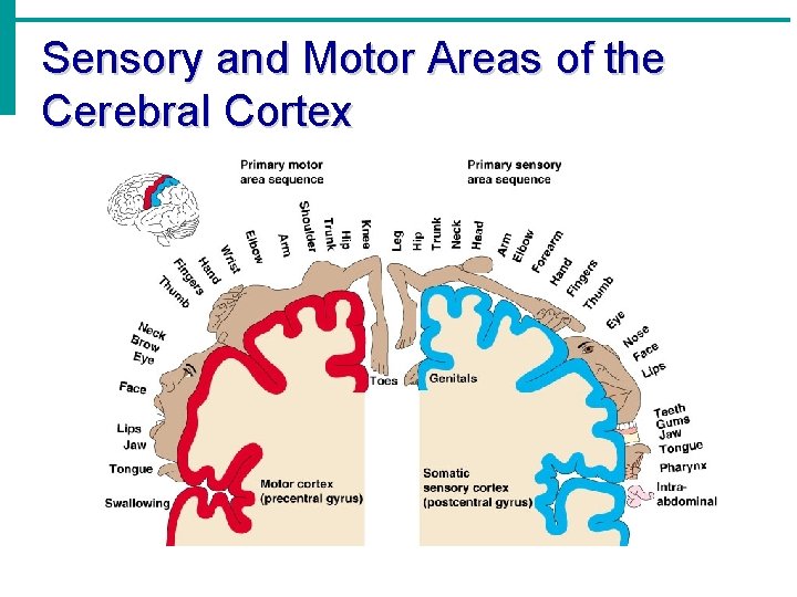 Sensory and Motor Areas of the Cerebral Cortex 