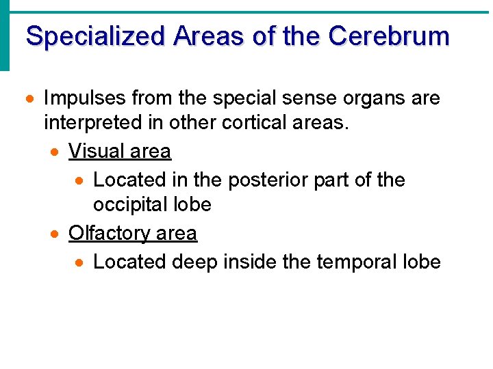 Specialized Areas of the Cerebrum · Impulses from the special sense organs are interpreted
