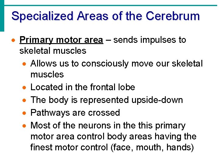 Specialized Areas of the Cerebrum · Primary motor area – sends impulses to skeletal