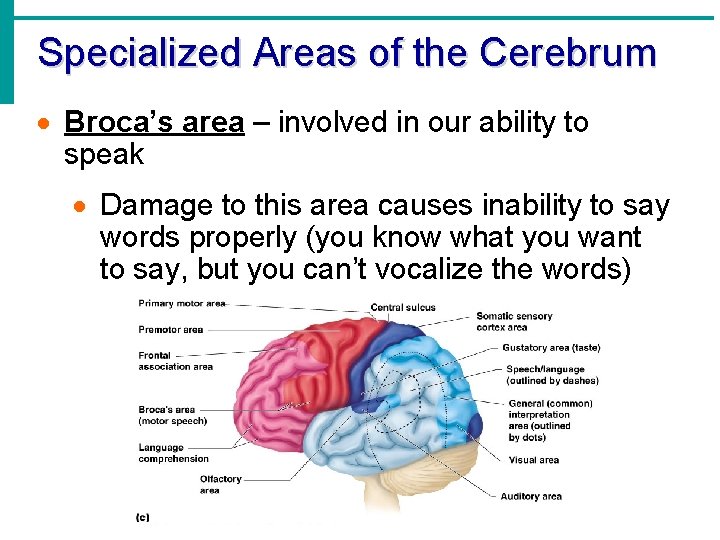 Specialized Areas of the Cerebrum · Broca’s area – involved in our ability to