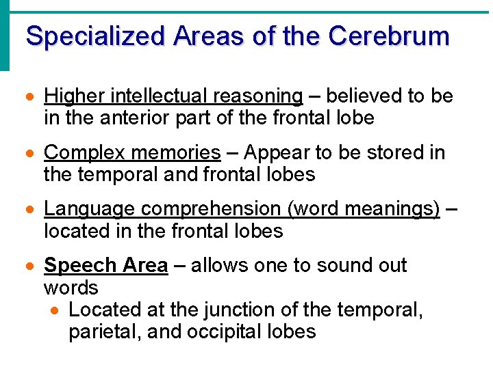 Specialized Areas of the Cerebrum · Higher intellectual reasoning – believed to be in