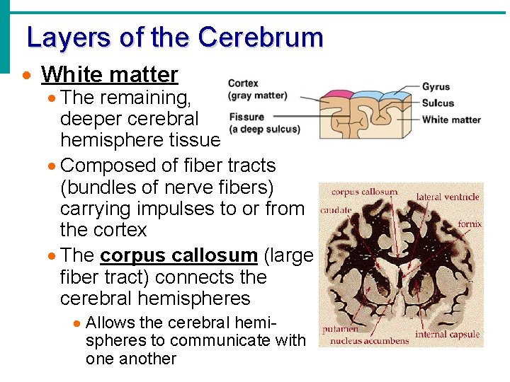 Layers of the Cerebrum · White matter · The remaining, deeper cerebral hemisphere tissue