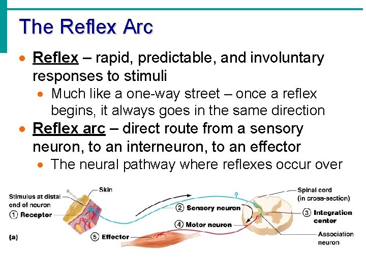 The Reflex Arc · Reflex – rapid, predictable, and involuntary responses to stimuli ·