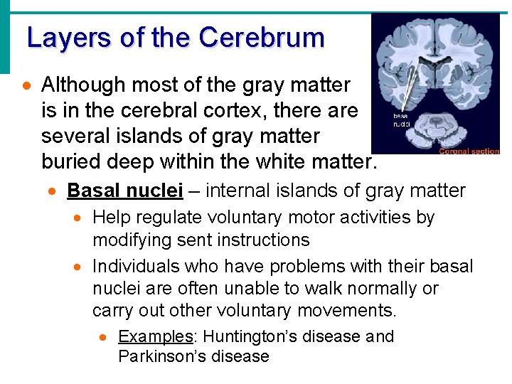 Layers of the Cerebrum · Although most of the gray matter is in the