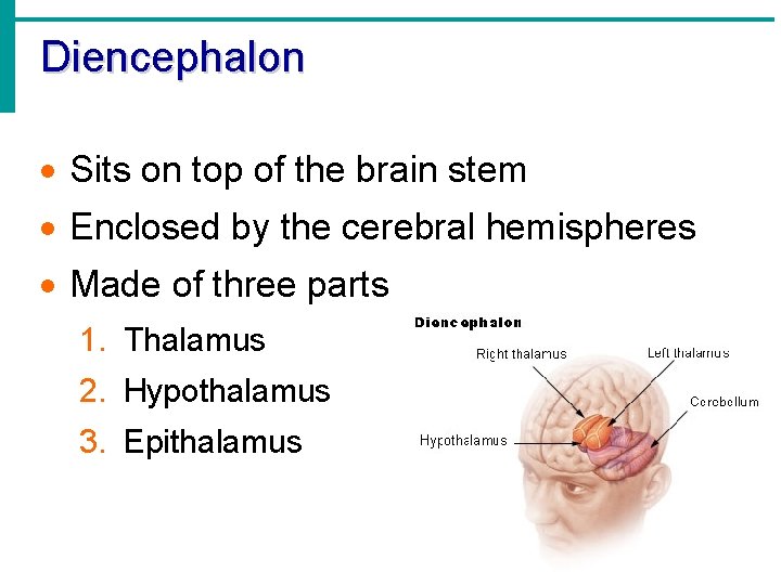 Diencephalon · Sits on top of the brain stem · Enclosed by the cerebral