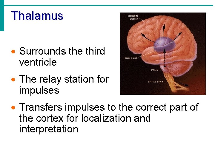 Thalamus · Surrounds the third ventricle · The relay station for impulses · Transfers
