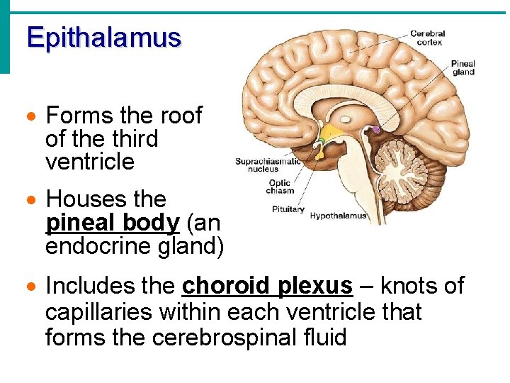 Epithalamus · Forms the roof of the third ventricle · Houses the pineal body