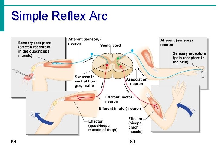 Simple Reflex Arc 