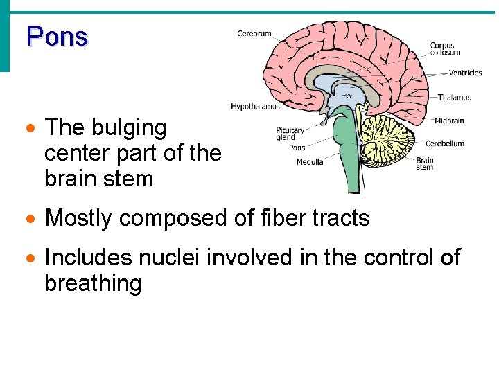 Pons · The bulging center part of the brain stem · Mostly composed of