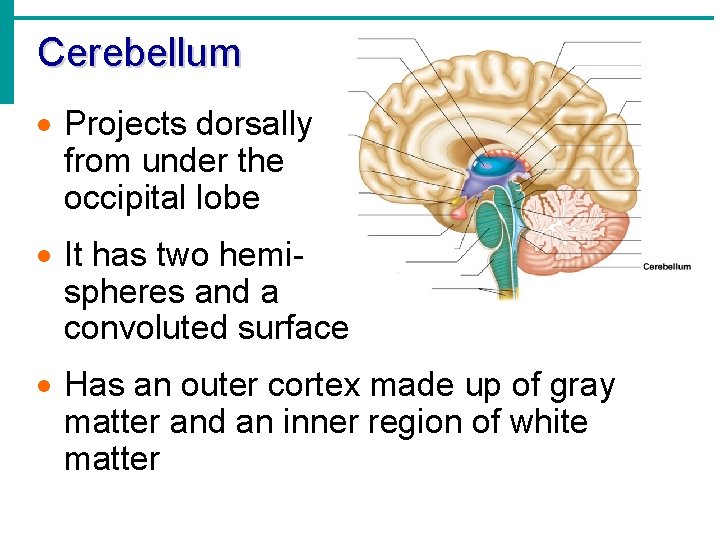 Cerebellum · Projects dorsally from under the occipital lobe · It has two hemispheres
