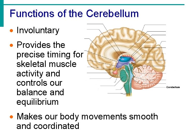 Functions of the Cerebellum · Involuntary · Provides the precise timing for skeletal muscle
