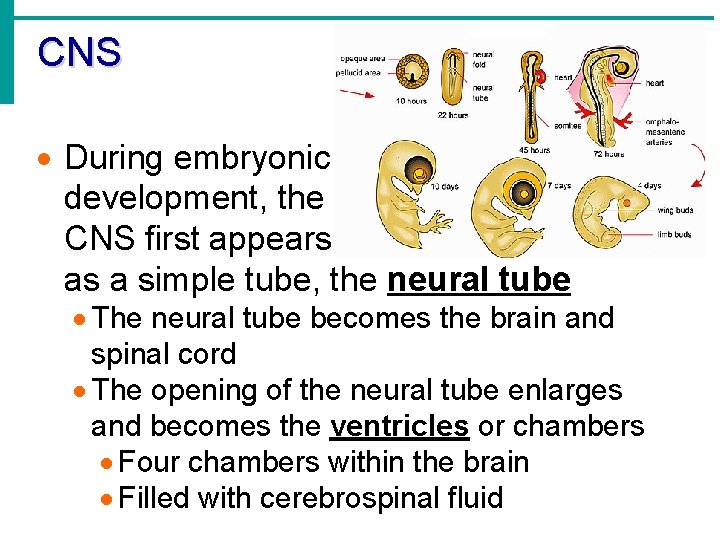 CNS · During embryonic development, the CNS first appears as a simple tube, the