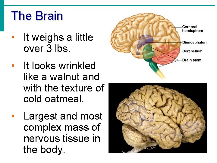 The Brain • It weighs a little over 3 lbs. • It looks wrinkled
