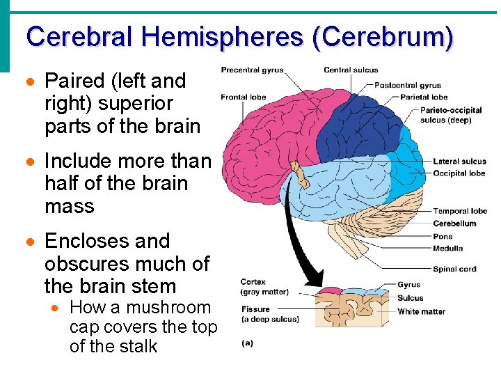 Cerebral Hemispheres (Cerebrum) · Paired (left and right) superior parts of the brain ·
