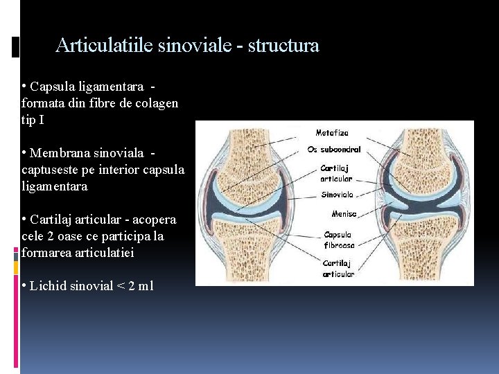 Articulatia Sinoviale, STRUCTURA ARTICULATIEI SINOVIALE